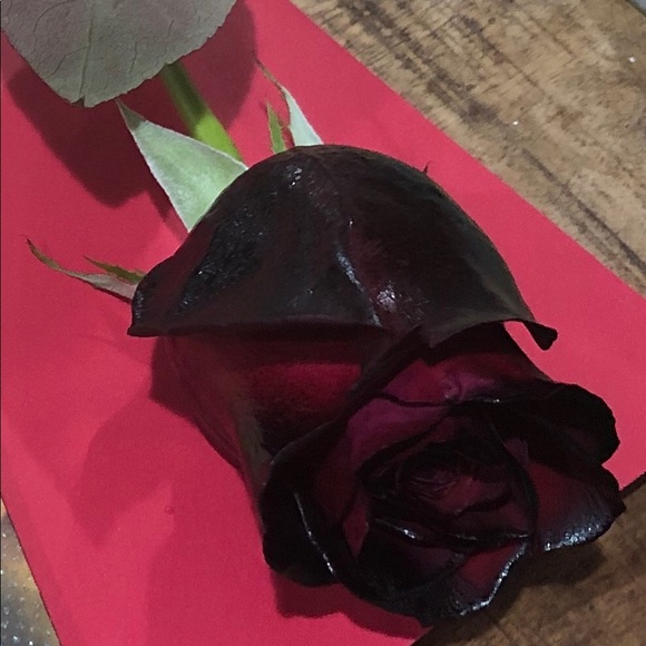 Meet your Posher, Max - Picture 1 of 3